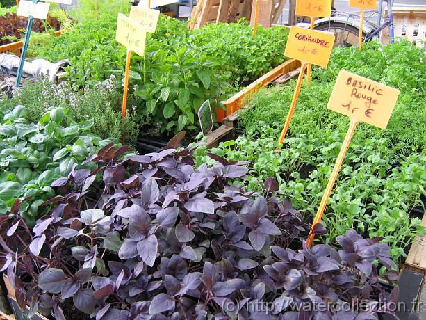 2007-05-12_08-20-34_Mai_37,6mm_1_60_eme_Canon PowerShot A95 